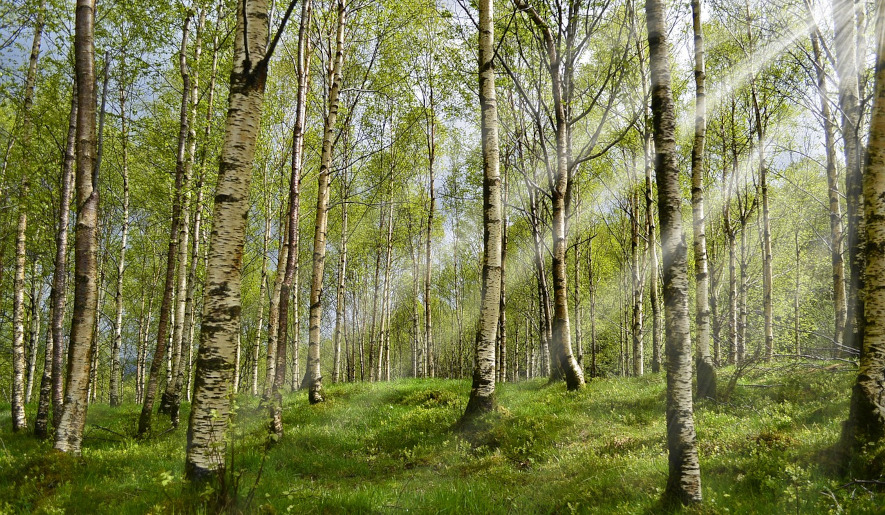 Björkträd, solig vårdag